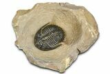 Hollardops Trilobite - Foum Zguid, Morocco #363224-3
